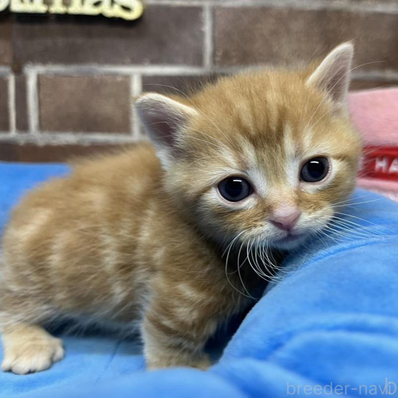 販売中の東京都のアメリカンショートヘア-132331の2枚目