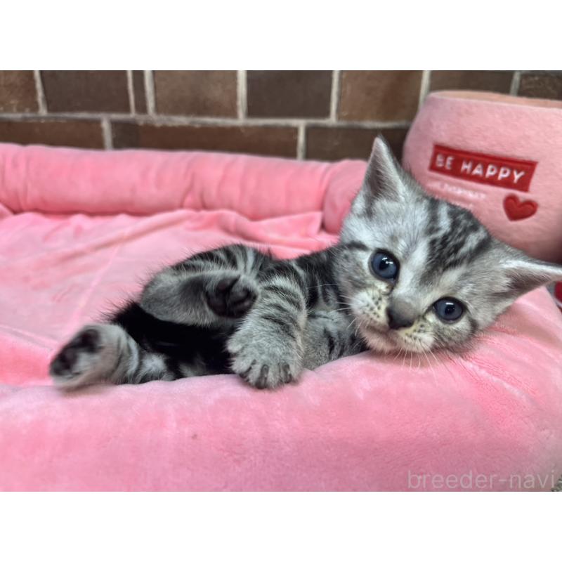 販売中の東京都のアメリカンショートヘア-132332の9枚目