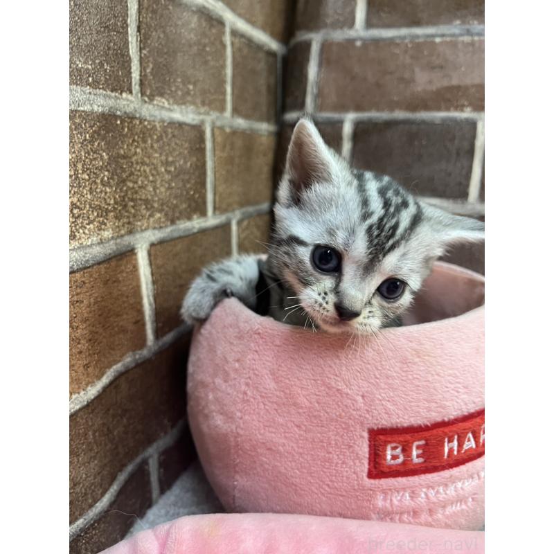 販売中の東京都のアメリカンショートヘア-132332の7枚目