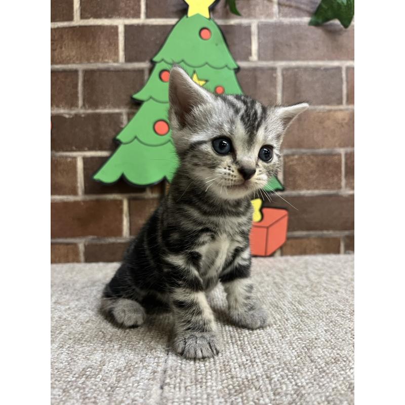 販売中の東京都のアメリカンショートヘア-132332の3枚目