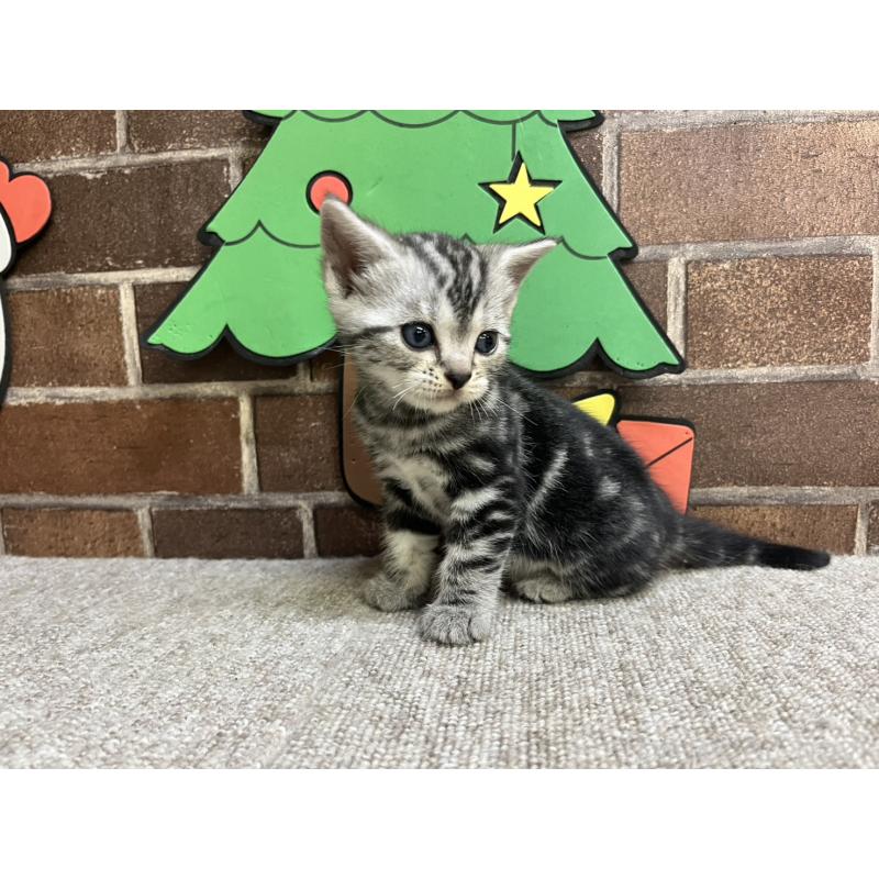 販売中の東京都のアメリカンショートヘア-132332の2枚目