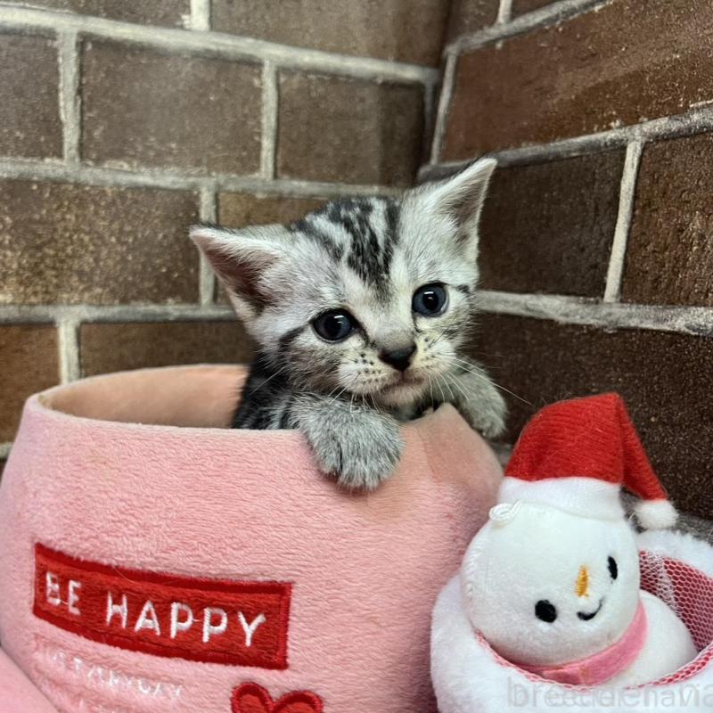 販売中の東京都のアメリカンショートヘア-132332