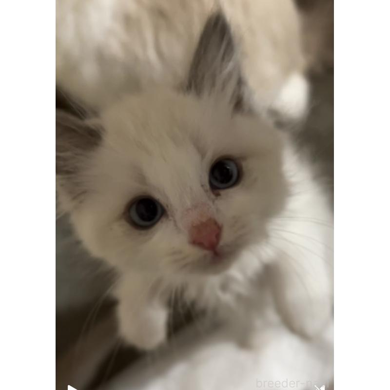 成約済の京都府のラグドール-132333の3枚目