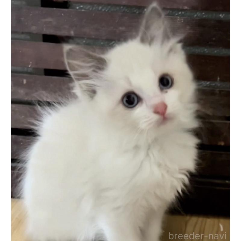 成約済の京都府のラグドール-132333の4枚目