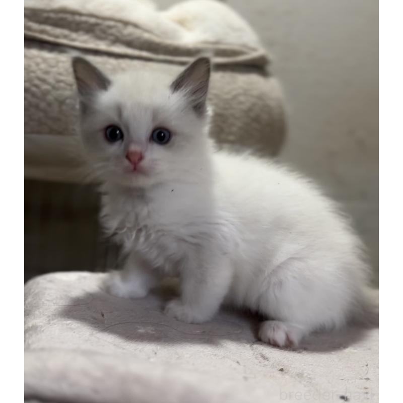 成約済の京都府のラグドール-132333の2枚目