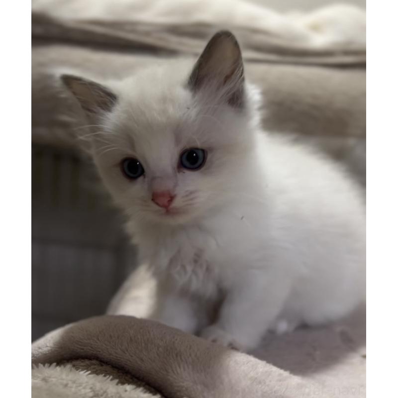 成約済の京都府のラグドール-132333の1枚目