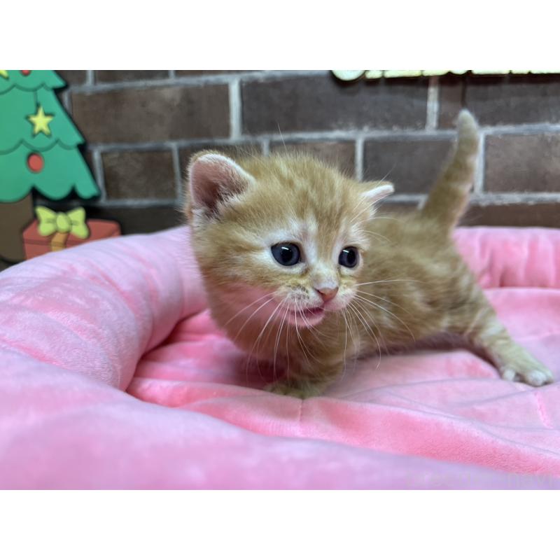 販売中の東京都のマンチカン(短足)-132334の9枚目