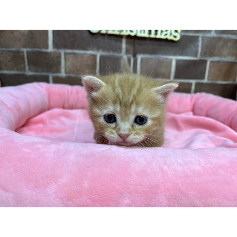 販売中の東京都のマンチカン(短足)-132334の8枚目