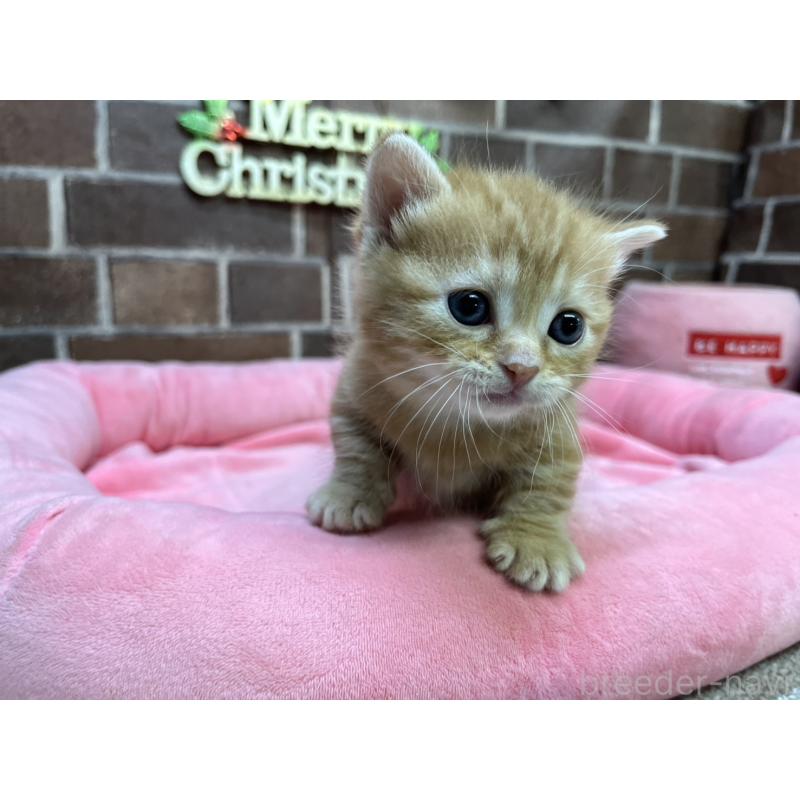 販売中の東京都のマンチカン(短足)-132334の6枚目