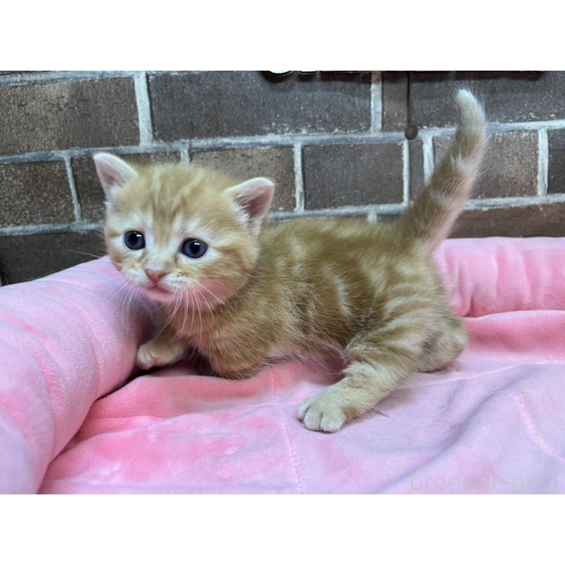 販売中の東京都のマンチカン(短足)-132334の5枚目