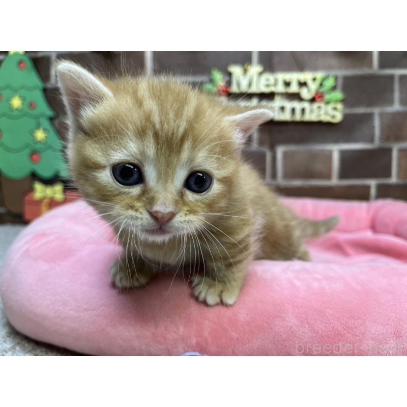 販売中の東京都のマンチカン(短足)-132334の4枚目