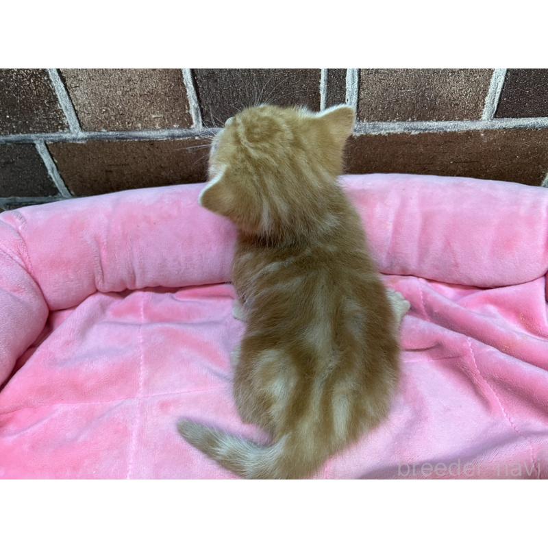 販売中の東京都のマンチカン(短足)-132334の3枚目