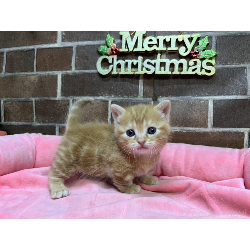 販売中の東京都のマンチカン(短足)-132334の2枚目