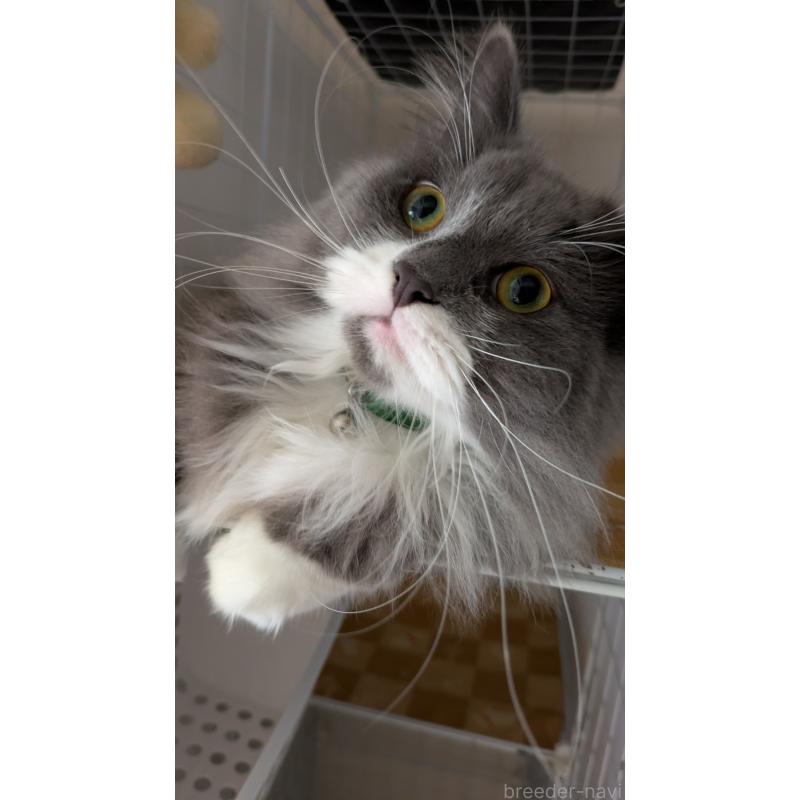 販売中の大阪府のミヌエット-120590の1枚目