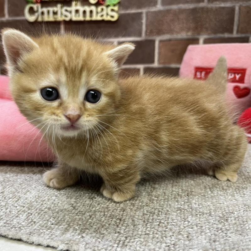 販売中の東京都のマンチカン(短足)-132334