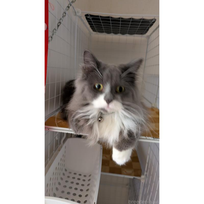 販売中の大阪府のミヌエット-120590の2枚目