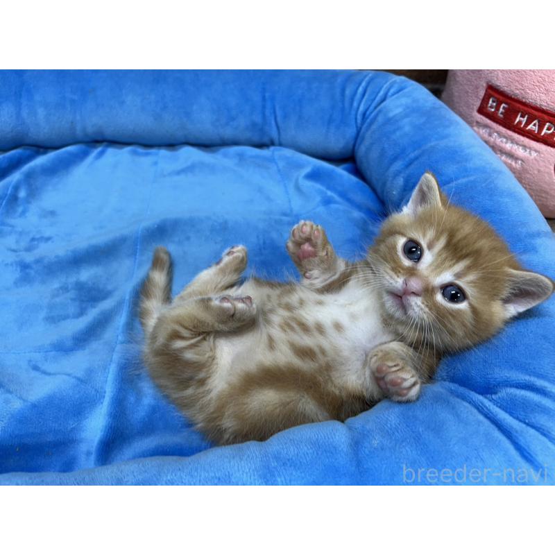 販売中の東京都のマンチカン(短足)-132335の6枚目