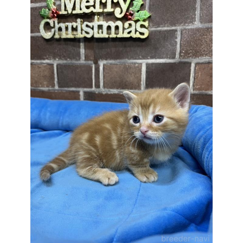 販売中の東京都のマンチカン(短足)-132335の5枚目