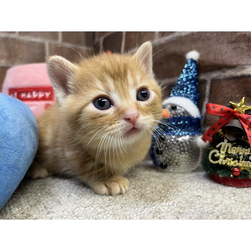 販売中の東京都のマンチカン(短足)-132335の4枚目