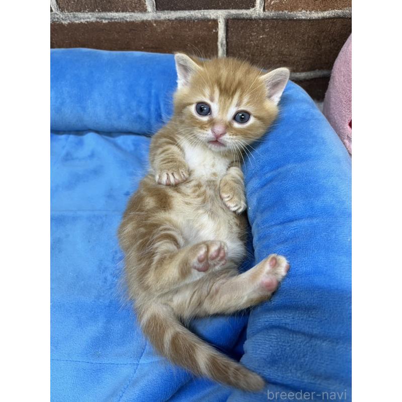 販売中の東京都のマンチカン(短足)-132335の3枚目