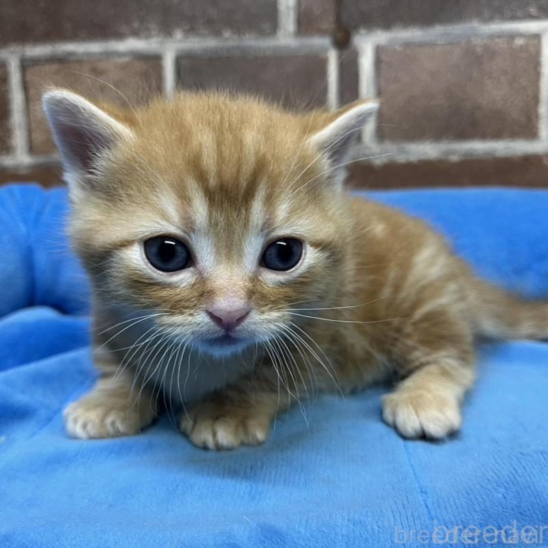 販売中の東京都のマンチカン(短足)-132335