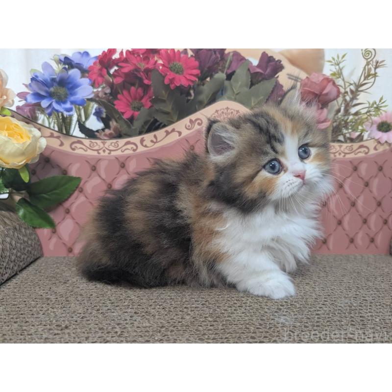 販売中の岩手県のミヌエット(短足)-132336の5枚目