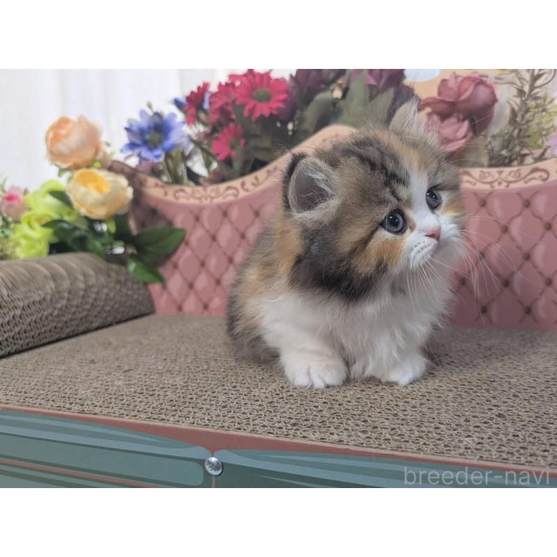 販売中の岩手県のミヌエット(短足)-132336の4枚目