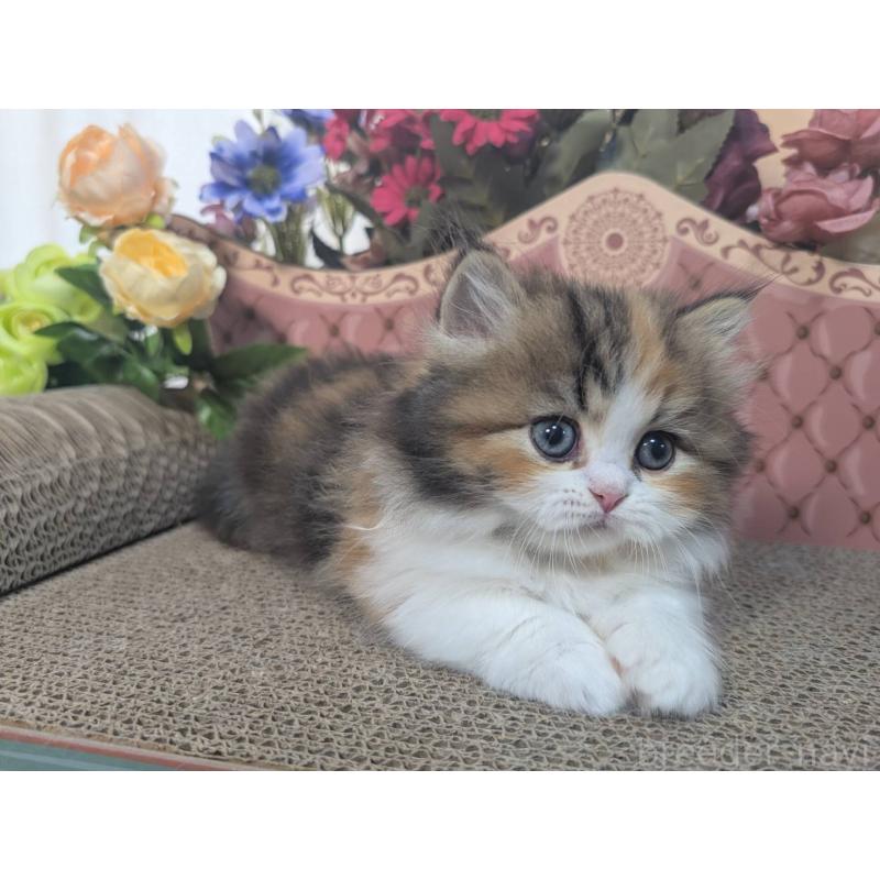 販売中の岩手県のミヌエット(短足)-132336の3枚目