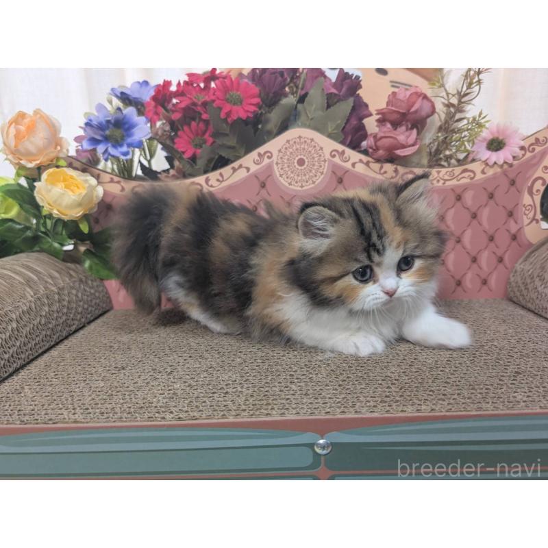 販売中の岩手県のミヌエット(短足)-132336の2枚目