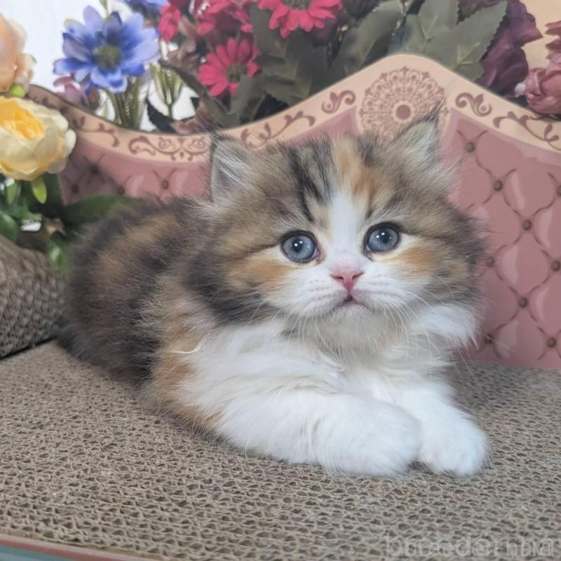 販売中の岩手県のミヌエット(短足)-132336の1枚目