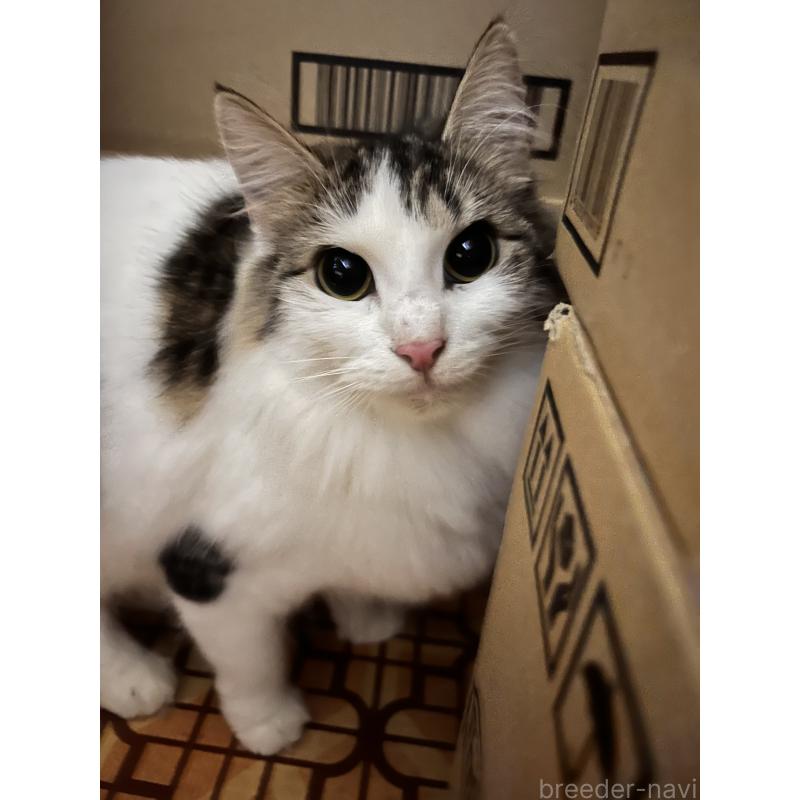販売中の大阪府のノルウェージャンフォレストキャット-132337の5枚目