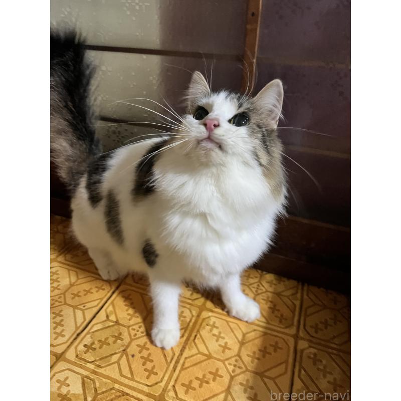 販売中の大阪府のノルウェージャンフォレストキャット-132337の4枚目