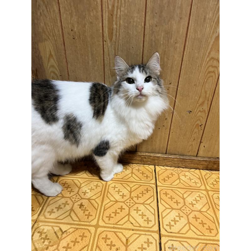 販売中の大阪府のノルウェージャンフォレストキャット-132337の3枚目