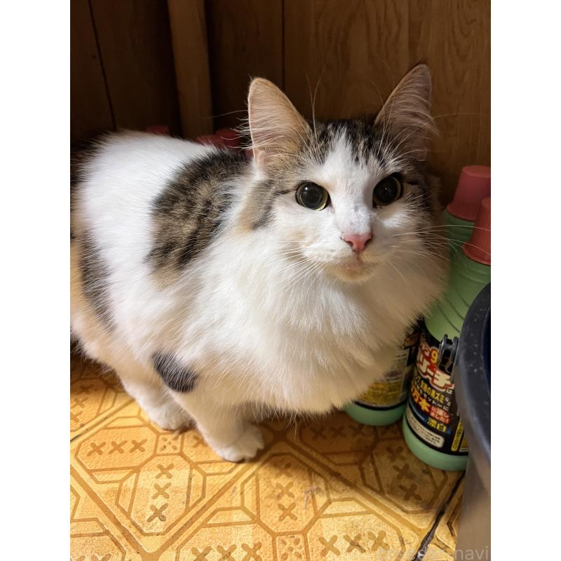 販売中の大阪府のノルウェージャンフォレストキャット-132337の2枚目