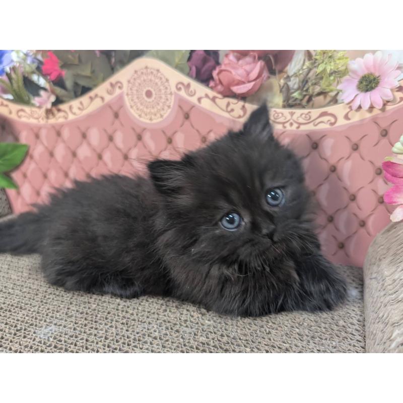 販売中の岩手県のミヌエット(短足)-132338の5枚目