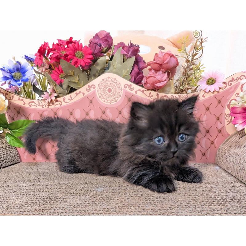 販売中の岩手県のミヌエット(短足)-132338の4枚目