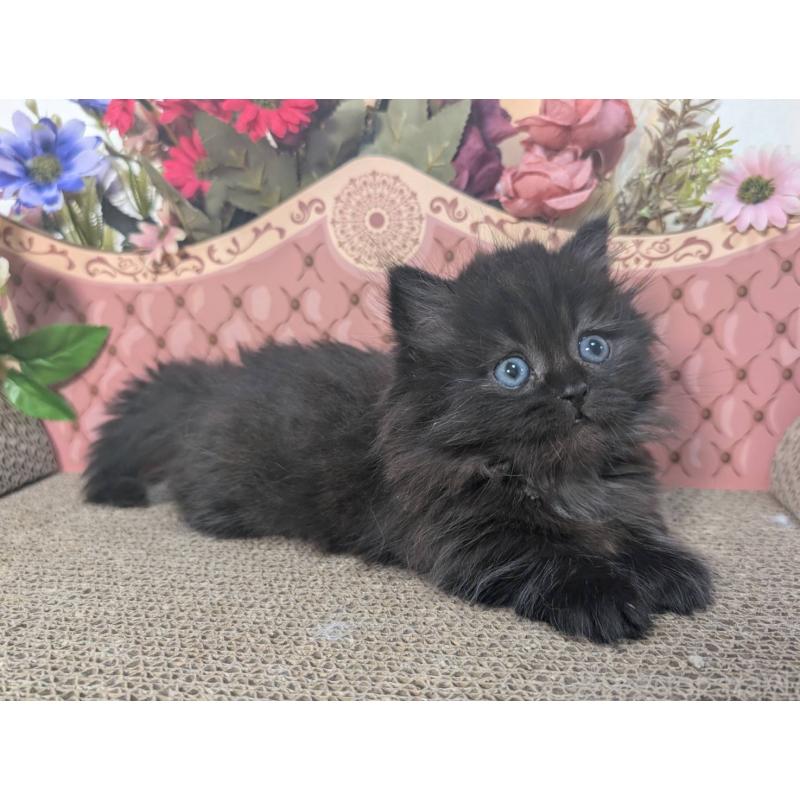 販売中の岩手県のミヌエット(短足)-132338の3枚目