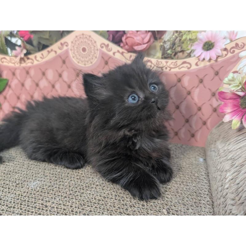 販売中の岩手県のミヌエット(短足)-132338の2枚目