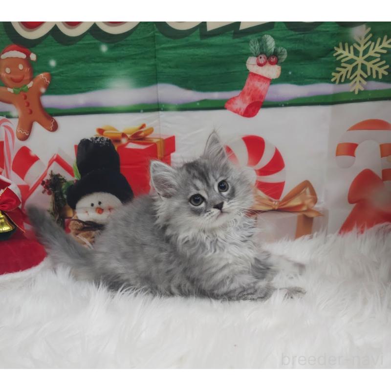 販売中の埼玉県のサイベリアン-129698の2枚目