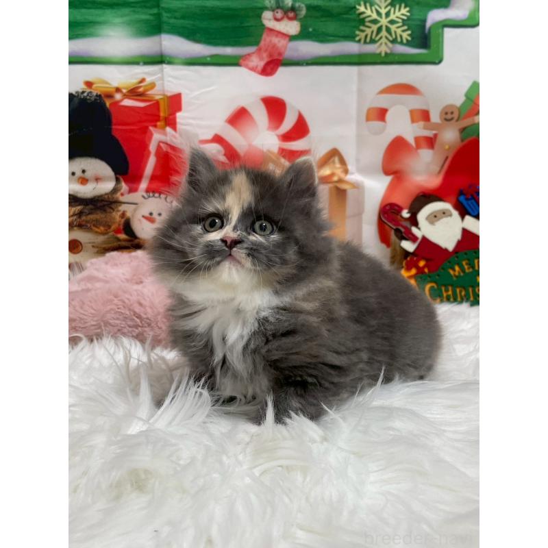 販売中の埼玉県のサイベリアン-129684の2枚目