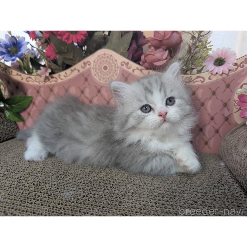 販売中の岩手県のミヌエット(短足)-132339の5枚目