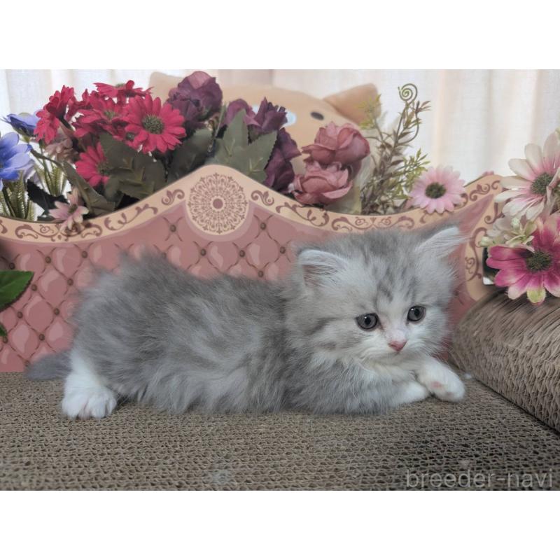 販売中の岩手県のミヌエット(短足)-132339の4枚目