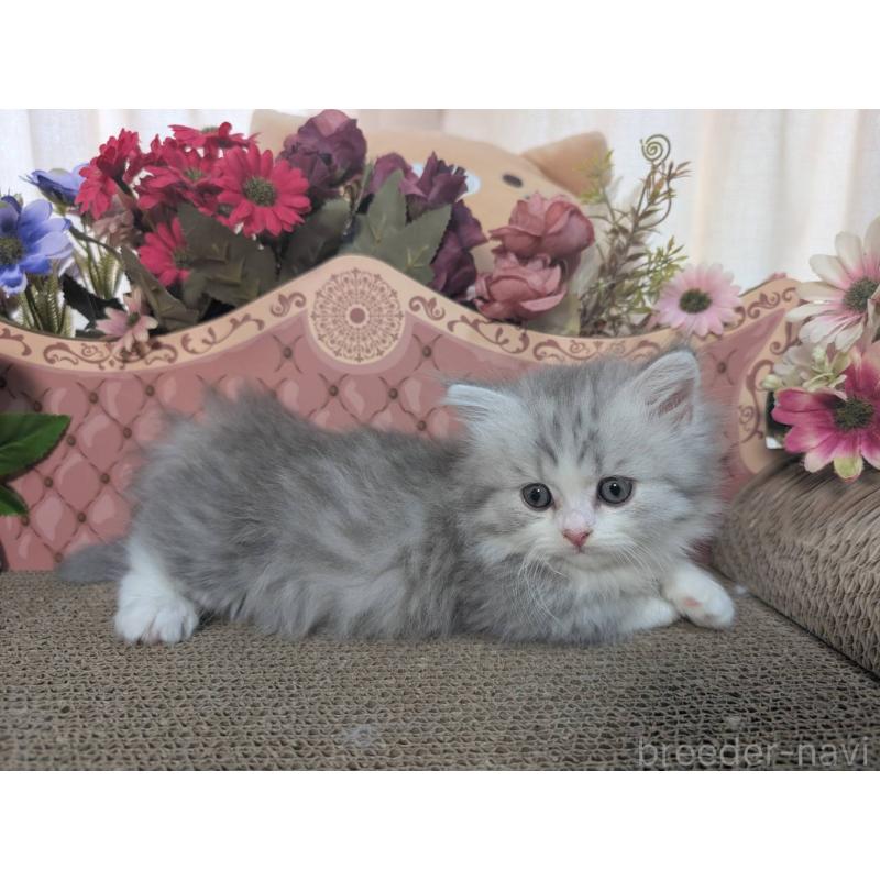 販売中の岩手県のミヌエット(短足)-132339の3枚目