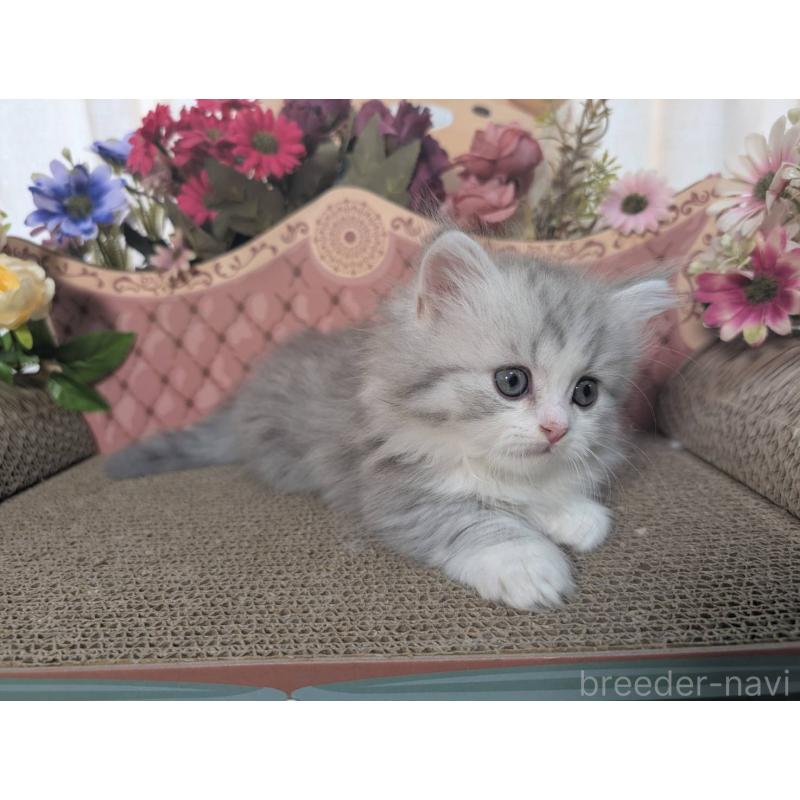 販売中の岩手県のミヌエット(短足)-132339の2枚目