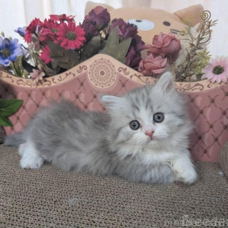 販売中の岩手県のミヌエット(短足)-132339