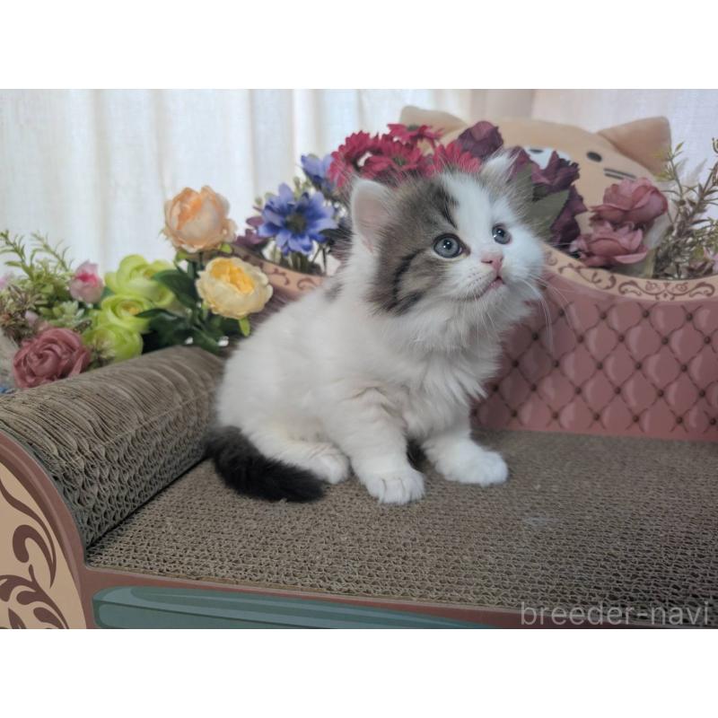 販売中の岩手県のミヌエット-132340の5枚目