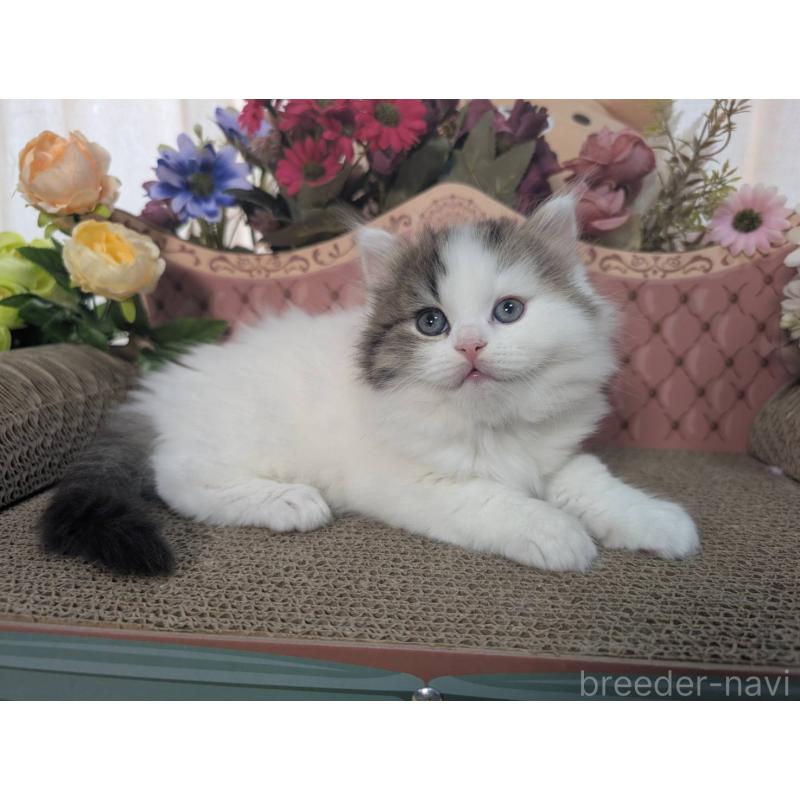 販売中の岩手県のミヌエット-132340の4枚目