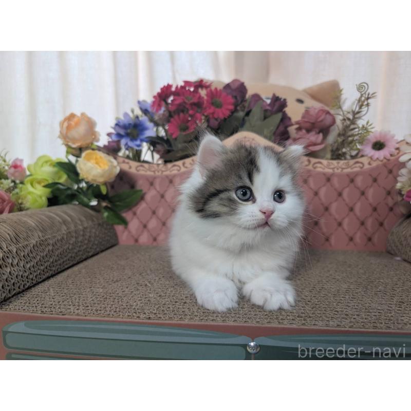 販売中の岩手県のミヌエット-132340の3枚目