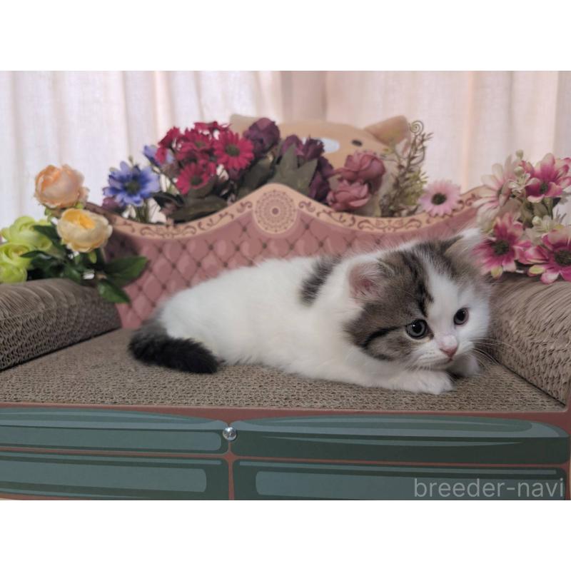 販売中の岩手県のミヌエット-132340の2枚目