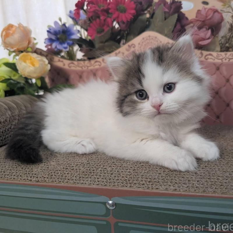 販売中の岩手県のミヌエット-132340